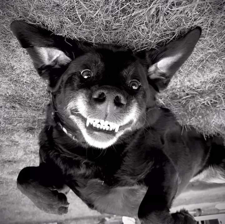 CWB Dog Training and Scent Detection Classes