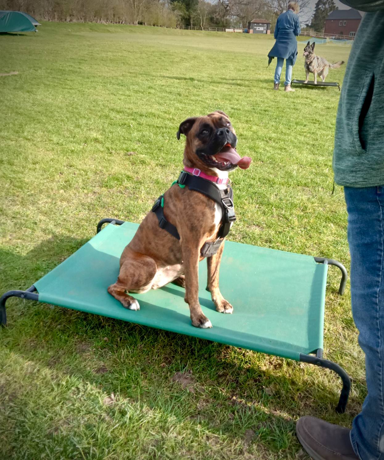 CWB Dog Training and Scent Detection Classes