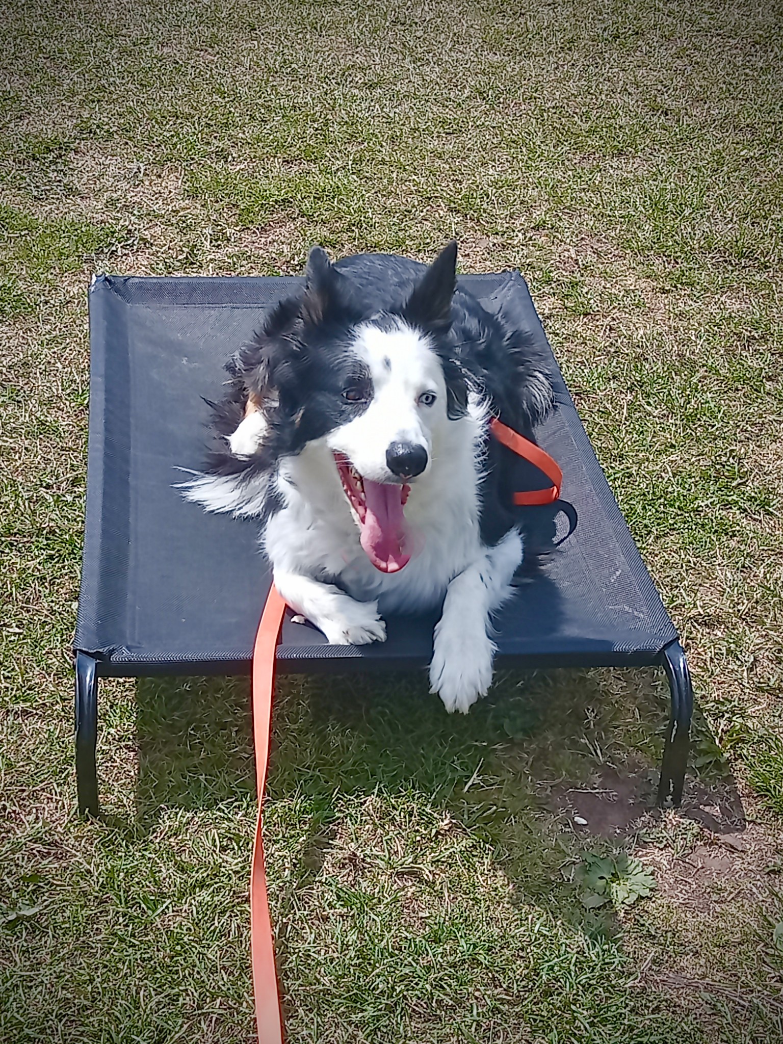 CWB Dog Training and Scent Detection Classes