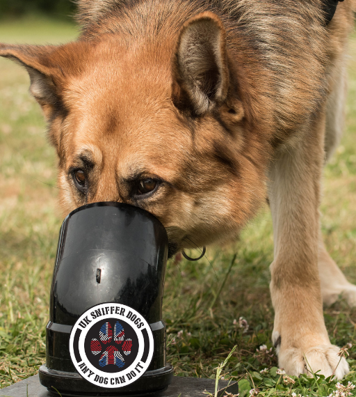 CWB Dog Training and Scent Detection Classes
