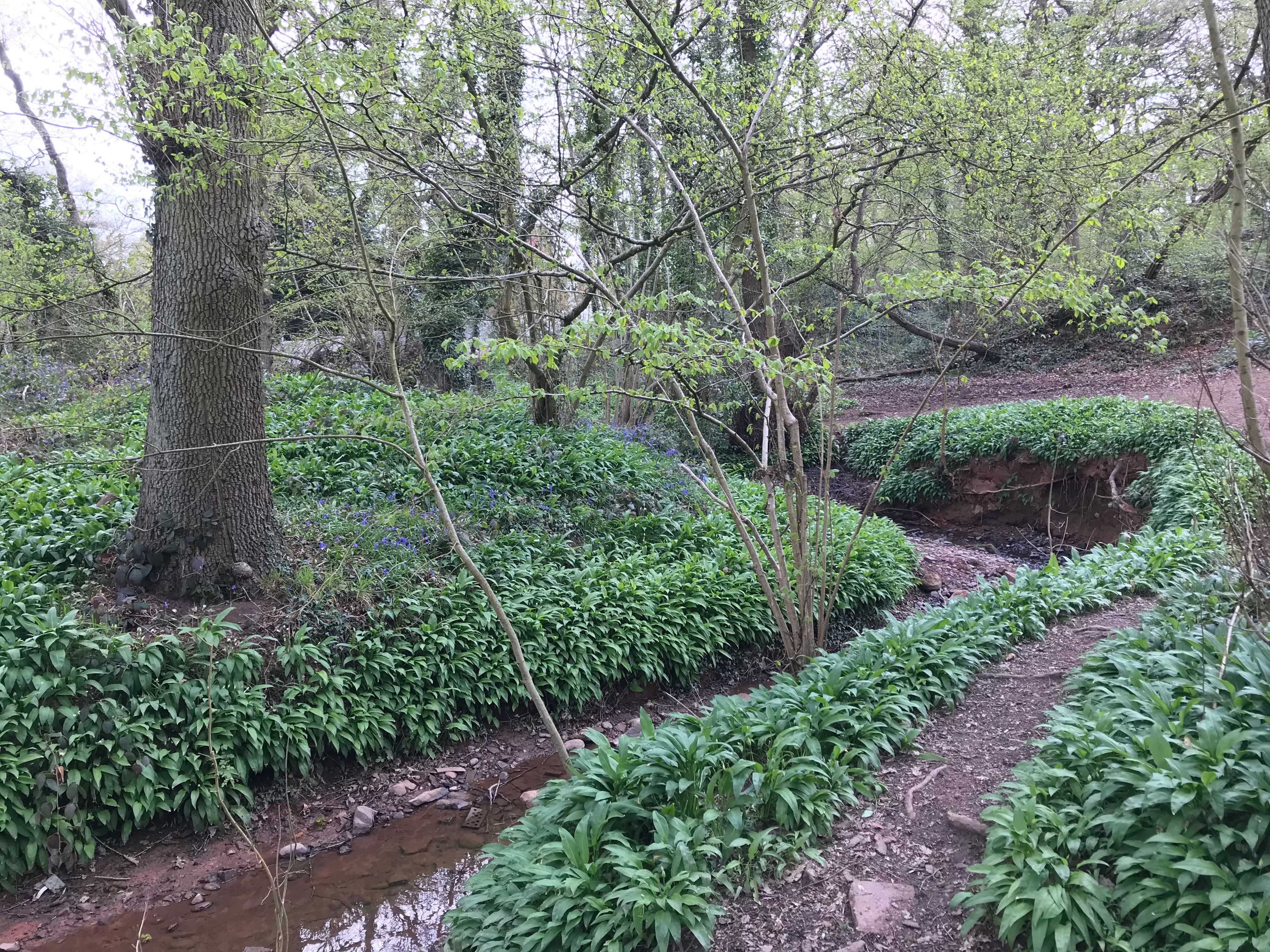 Alder Coppice Local Nature Reserve