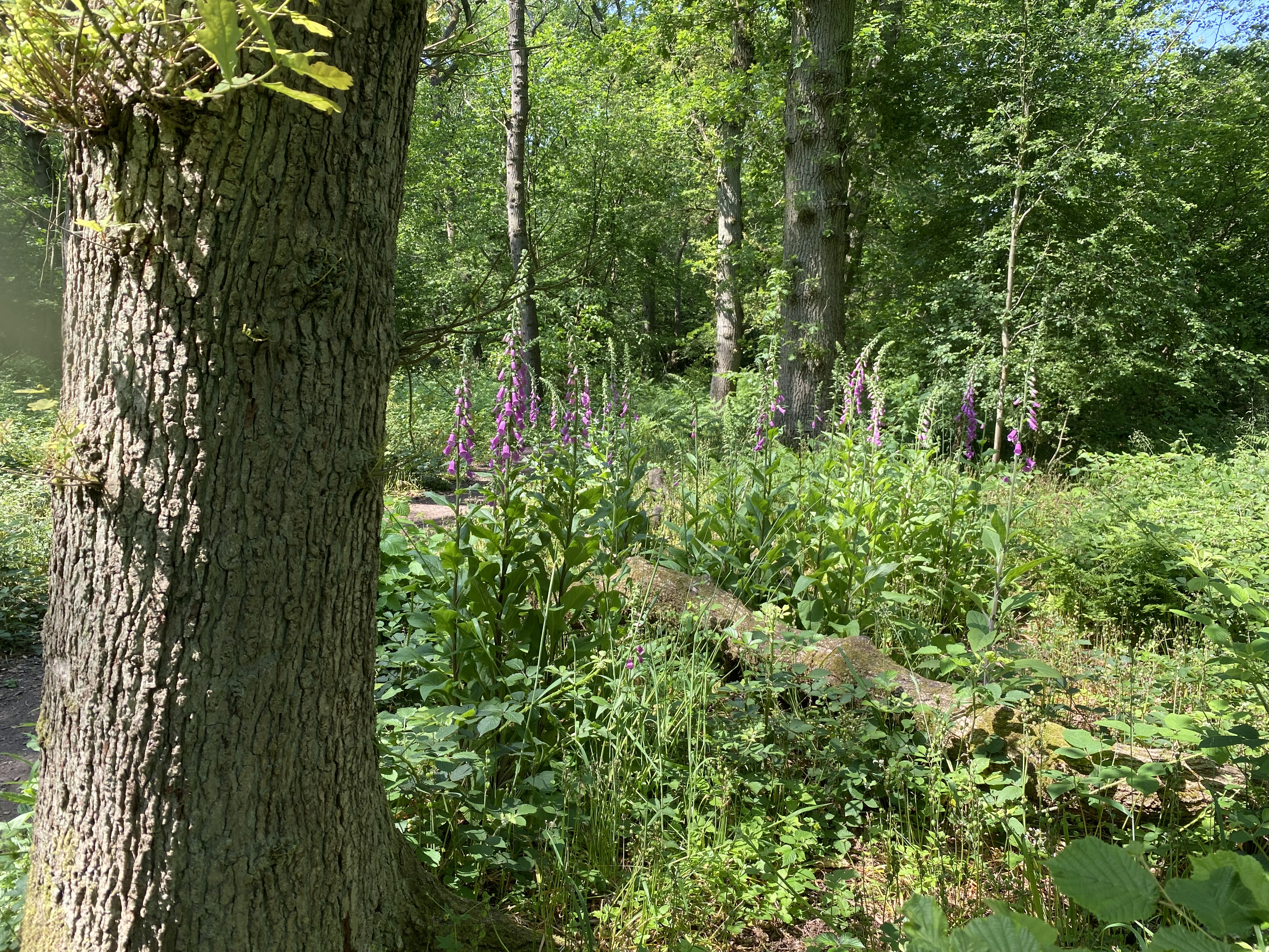 Alder Coppice Local Nature Reserve