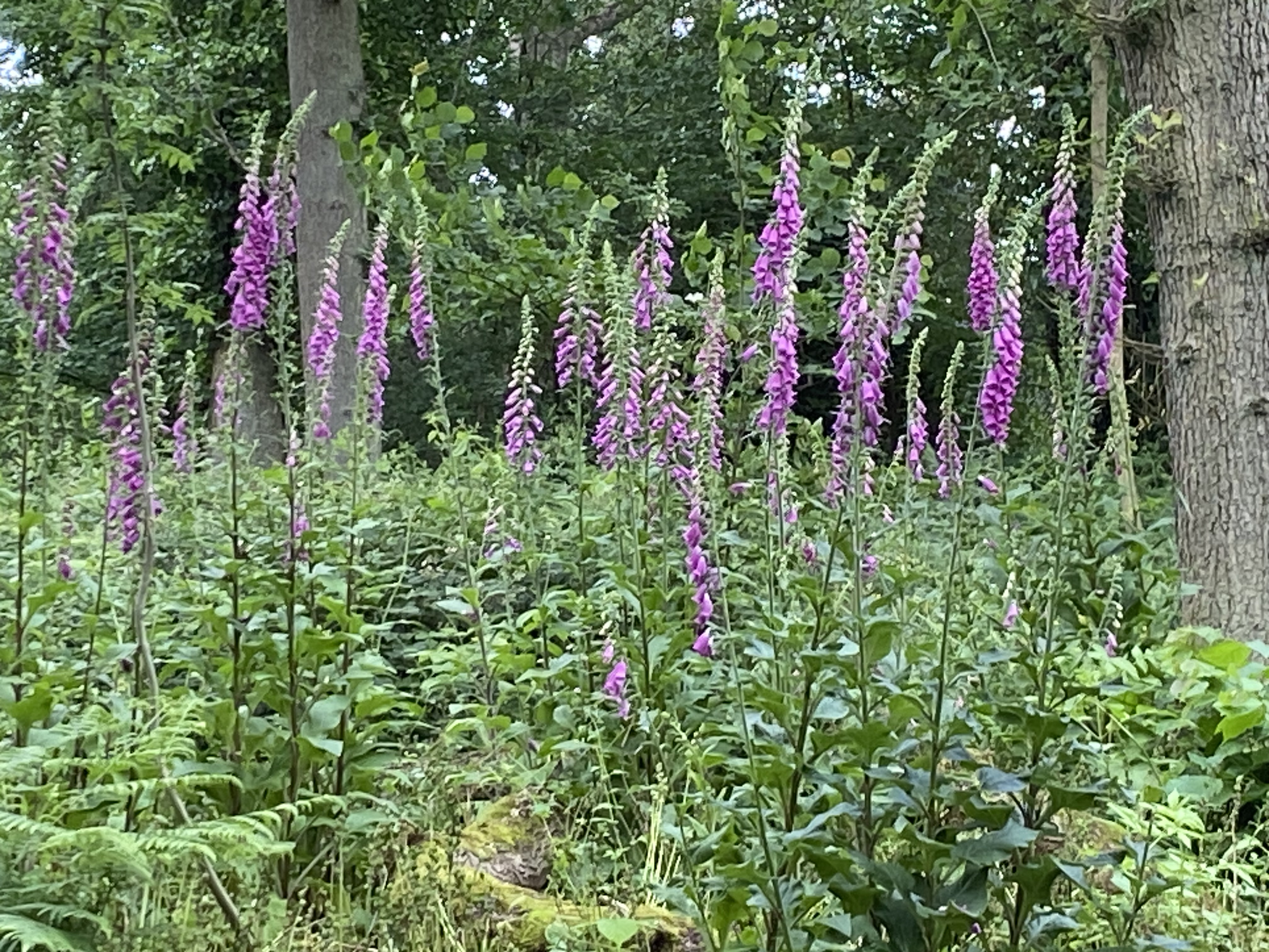 Alder Coppice Local Nature Reserve